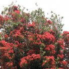 Rata blooming, Sept. 2017- Cambridge Tree Trust